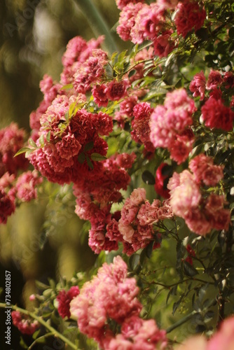 Flora  roses in the botanical garden