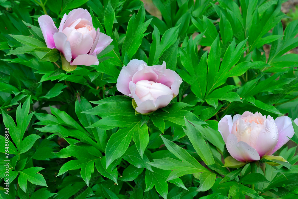 Three buds of delicate white-pink semi-double peony flowers with dark lavender spots at base of petals