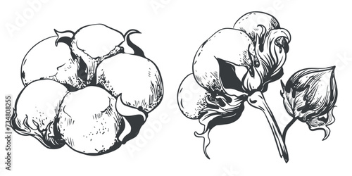 Hand drawn vector cotton flower set. Cotton seeds in vintage style with engraving. Raw materials for the production of cotton wool and fabrics. Drawing in retro engraving style.
