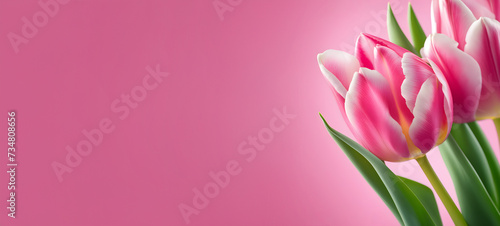 Spring tulip flowers banner with copy space. Spring floral background #734808656