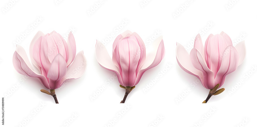 Magnolia blooms with petals isolated on white background Magnolia blooms with petals isolated on white background