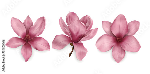 Magnolia blooms with petals isolated on white background