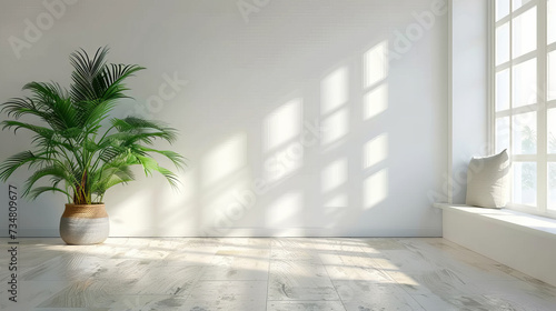 white empty room with shadow  window and green plant