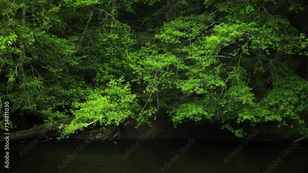 Beautiful Greenery by the River Beautiful Greenery by the River
