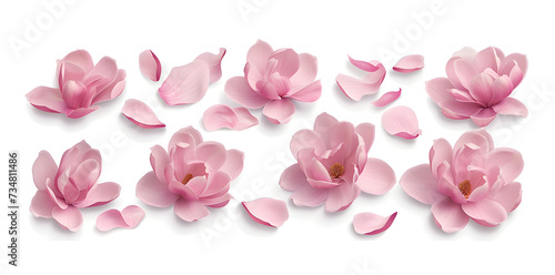 Magnolia blooms with petals top view  isolated on white background © Oksana