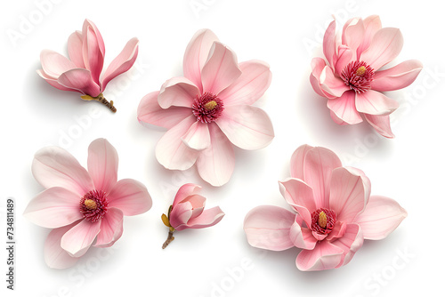 Magnolia blooms with petals top view  isolated on white background © Oksana