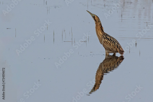 Bittern photo