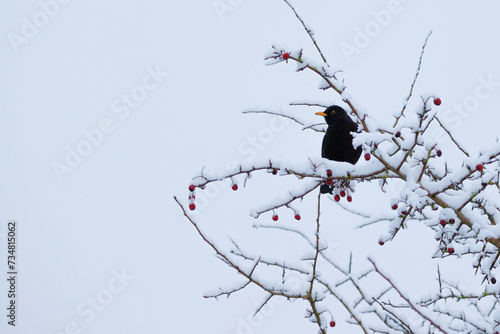Winter Blackbird 