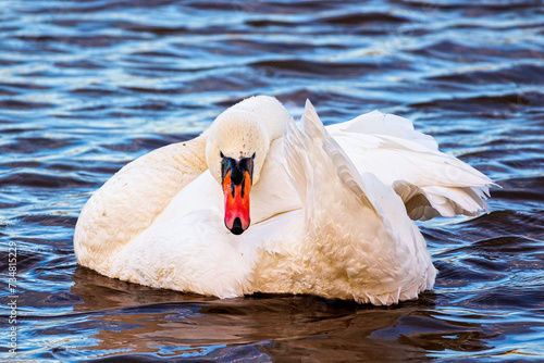 Mute Swan preening