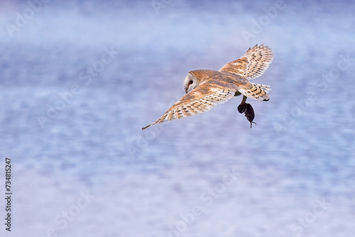 Barn Owl with prey