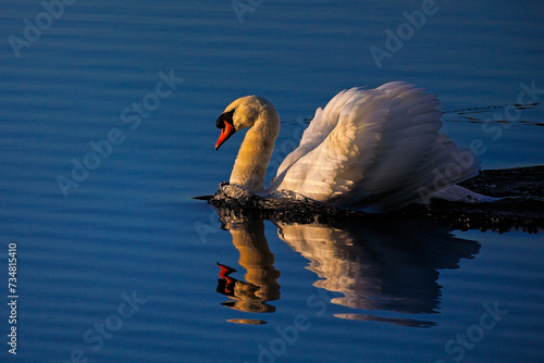 Mute Swan at Dawn