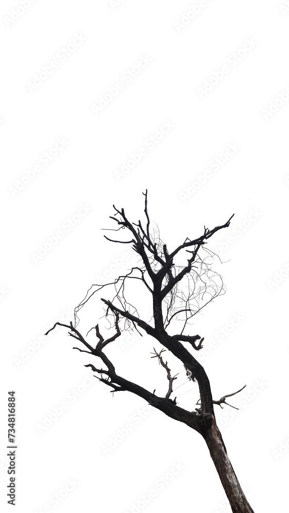 tree silhouette isolated on white background tree silhouette isolated on white background
