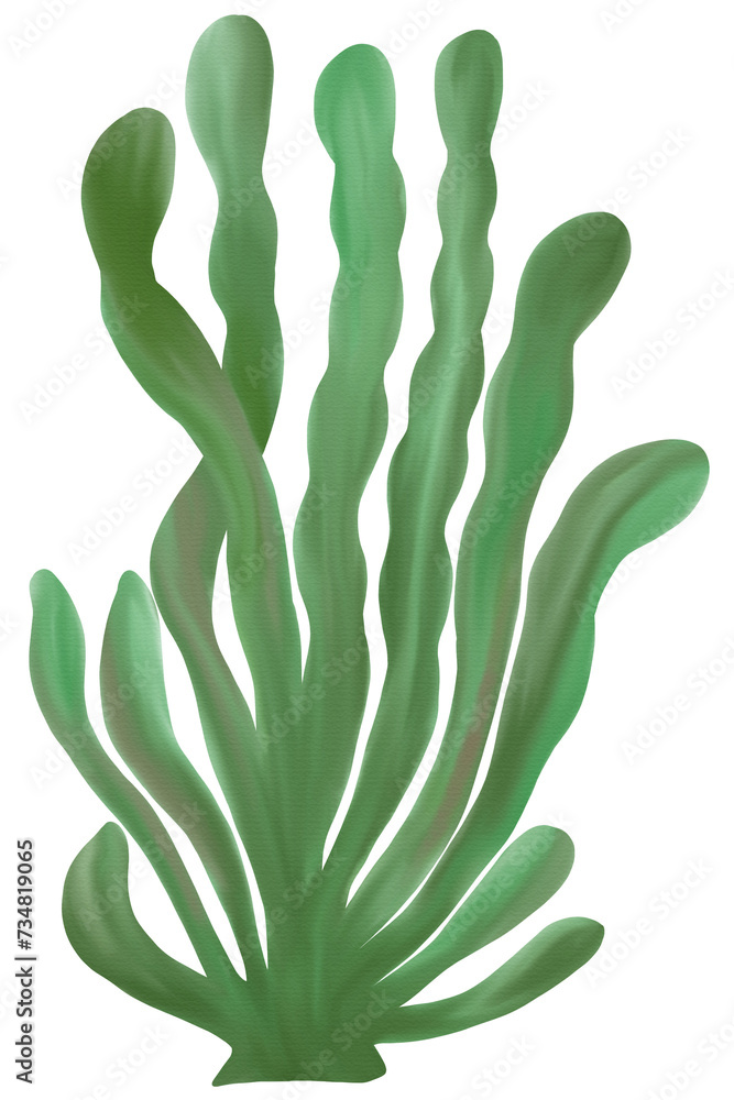 Seaweed Seaweed