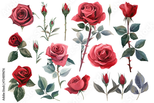 Collection of pink roses flowers isolated on white background