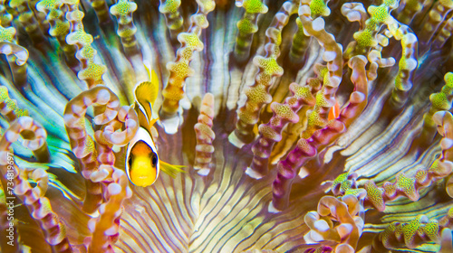 Clark´s Anemonefish, Clarkii Anemonefish, Yellowtail Clownfish, Polimas Kuning, Amphirion clarkii, Reef Building Corals, Coral Reef, Lembeh, North Sulawesi, Indonesia, Asia photo