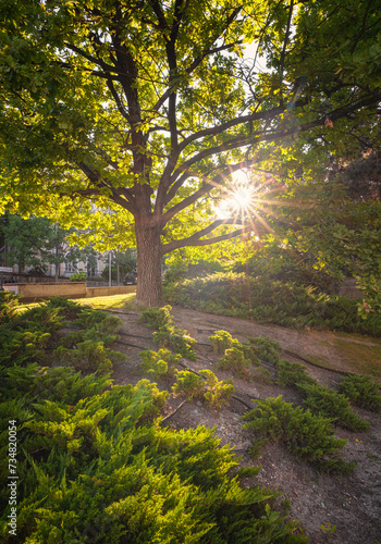 Park with trees in the sunset