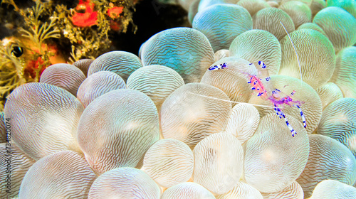 Sravasti Anemone Shrimp, Ancylomenes sarasvati, Periclimenes sarasvati, Bubble Coral, Plerogyra sinuosa, Reef Building Corals, Coral Reef, Lembeh, North Sulawesi, Indonesia, Asia photo