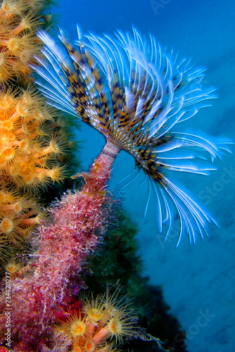 Tubeworm, Fan Worm, Spirographis, Spirographis Spallanzani, Feather Duster Worms, Tube Worm, Polychaete, Cabo Cope Puntas del Canegre Natural Park, Mediterranean Sea, Murcia, Spain, Europe photo
