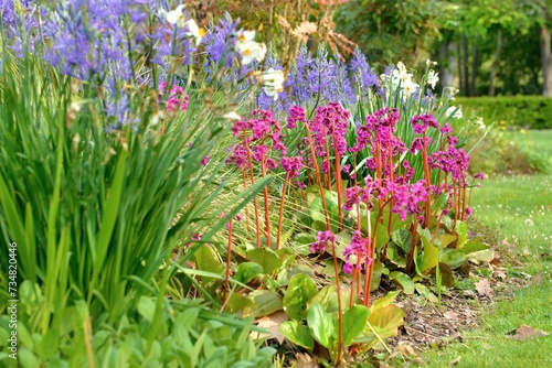 beautiful flower bed of pink bergenia cordifolia blooming with other blue mel...