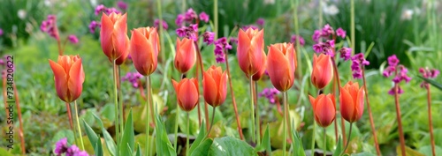 beautiful flower bed of red tulips head blooming in green leaf in garden  and pink bergenia  cordifolia background photo