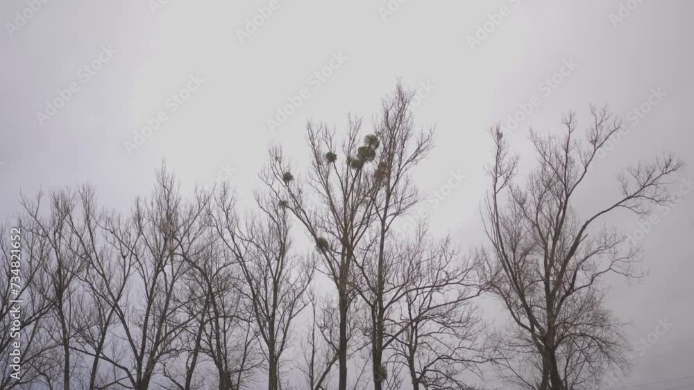 Trees suffocated by the mistletoe parasite. Mistletoe (Viscum) is a genus of semi-parasitic shrubby plants. Depressing atmosphere on a cold day Trees suffocated by the mistletoe parasite. Mistletoe (Viscum) is a genus of semi-parasitic shrubby plants. Depressing atmosphere on a cold day