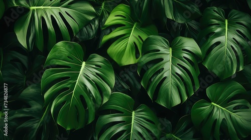 Classy Dark Green Leaves Background