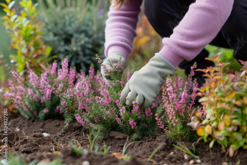 A woman is planting autumn heathers in the garden.