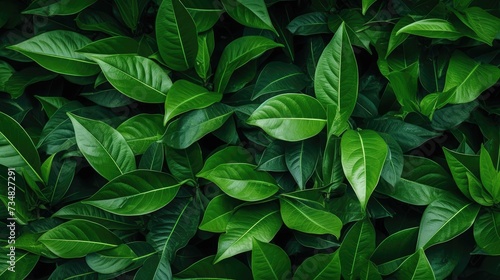 Exquisite Leafy Green Background © PNG WORLD