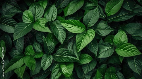 Lush Dark Green Leaf Texture © Classy designs