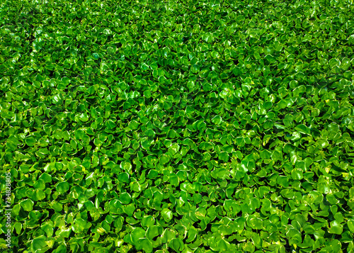 Selective focus. Water hyacinth grows in all types of freshwaters environments. Eceng gondok or Water hyacinth or Eichhornia crassipes. Good for background.
 photo