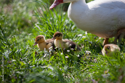 Ducklings of Muscovy Duck in spring garden