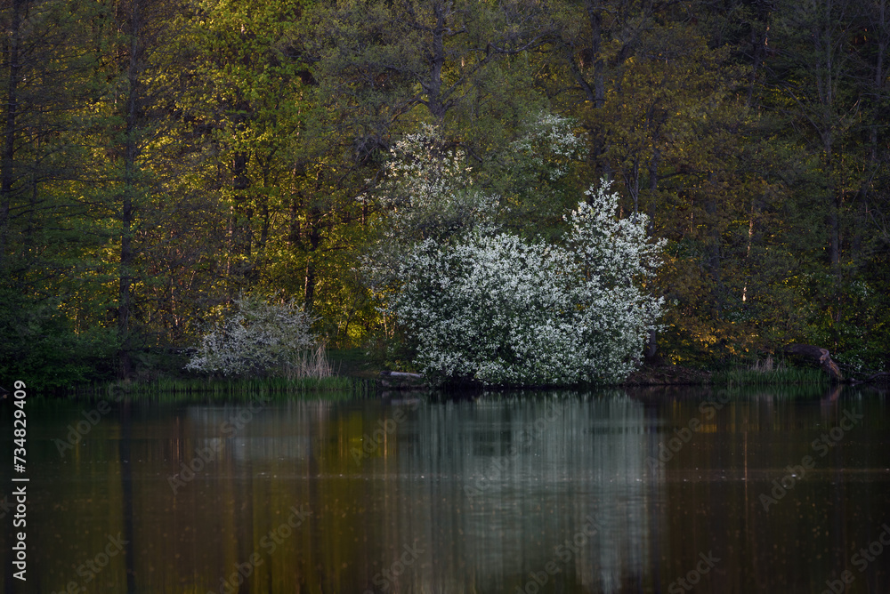 Selective focus photo. Bird cherry tree , Prunus padus blooming. Selective focus photo. Bird cherry tree , Prunus padus blooming.