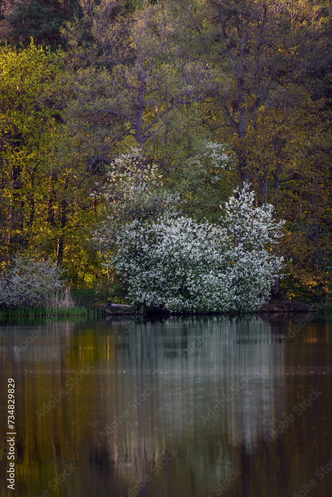 Selective focus photo. Bird cherry tree , Prunus padus blooming. Selective focus photo. Bird cherry tree , Prunus padus blooming.