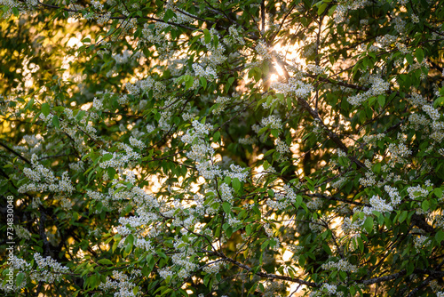 Selective focus photo. Bird cherry tree , Prunus padus blooming.