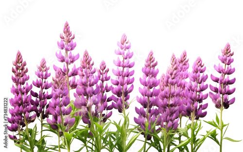 Purple Lupine Meadow Scene Isolated on Transparent Background PNG.
