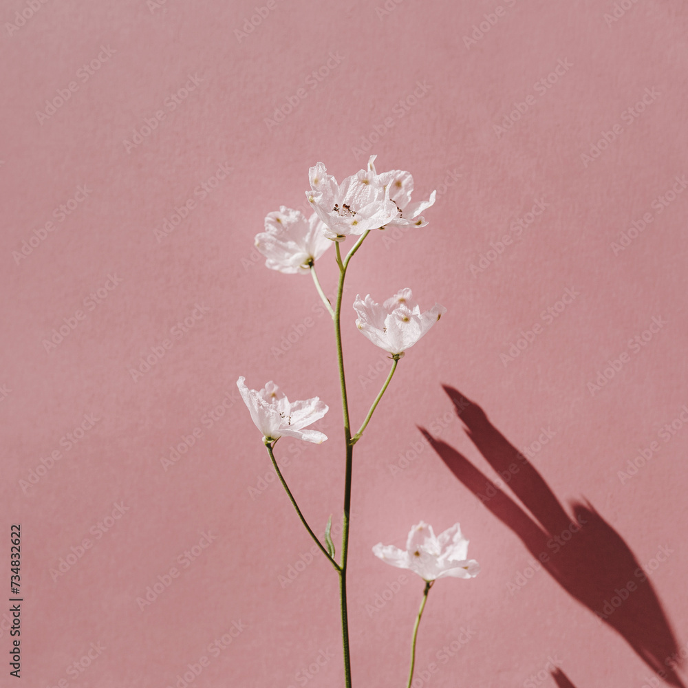 Beautiful pink flower with sunlight shadow silhouette over pink wall. Aesthetic minimal floral composition with sun light shade