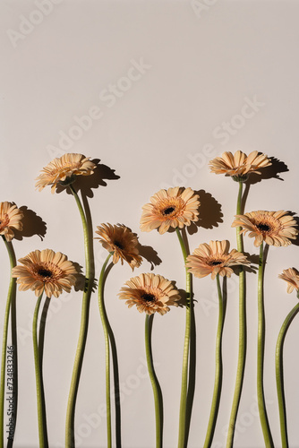 Elegant peach gerbera daisy flowers with sunlight shadows on tan white background with copy space. Aesthetic floral simplicity composition. Close up view flower © Floral Deco