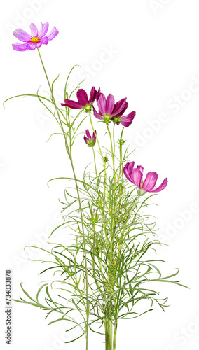 bouquet of flowers, beautiful cosmos bipinnatus flower isolated on white background
