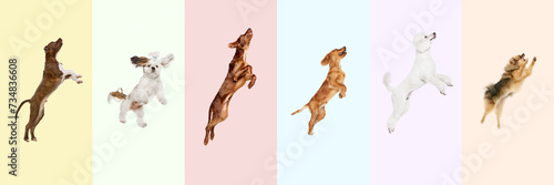 Collage made of different purebred dogs jumping, playing, flying against multicolored background. Playful pet. Concept of animal theme, care, pet friend, vet, doggie lifestyle photo