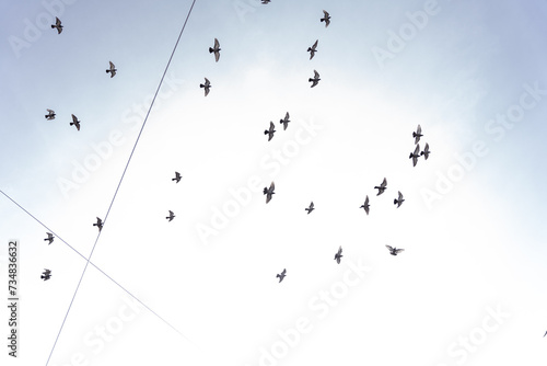 Beautiful shot of flock of pigeons with the sky in the background in Dublin city center.