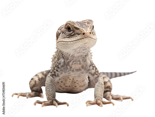 a lizard standing on a white background