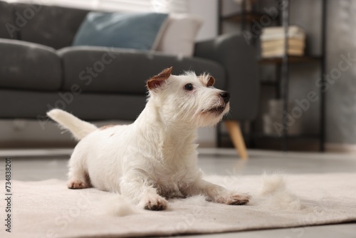 Wallpaper Mural Cute dog lying on carpet with pet hair at home Torontodigital.ca