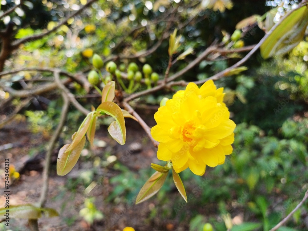 Fototapeta premium Multi petals apricot blossom. Close up of Ochna integerrima, yellow flower or Mai flower, leaves and buds in the garden in Mekong Delta Vietnam. Flowers have many petals.