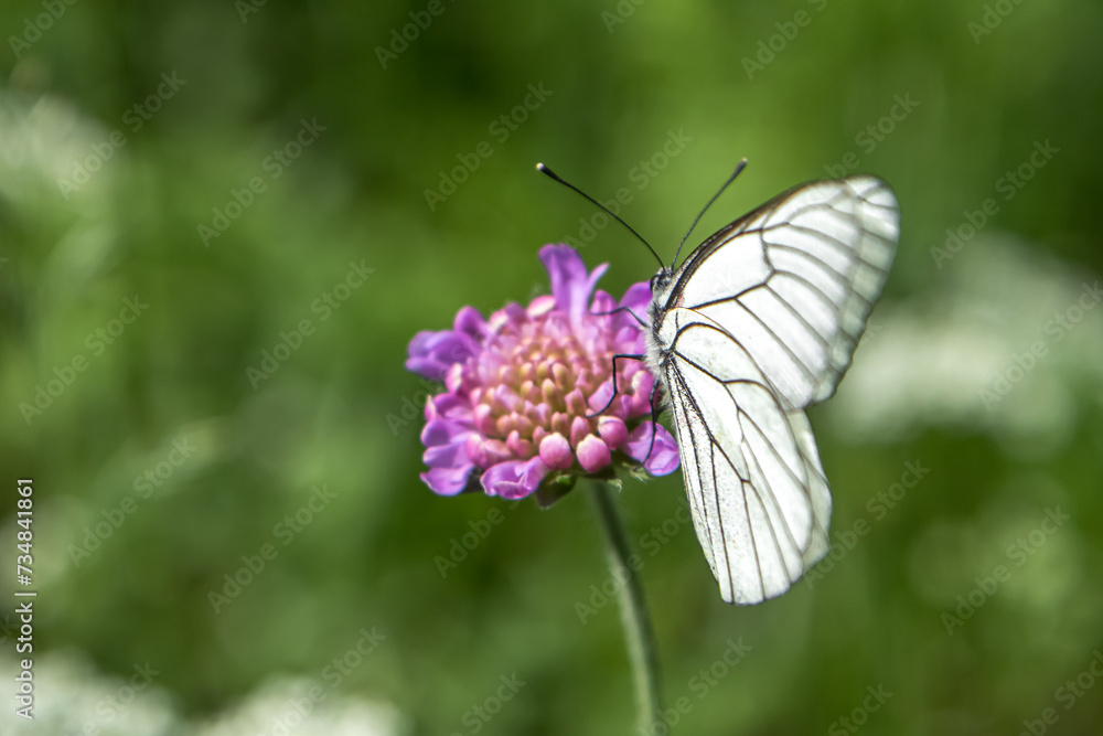  Le Gazé sur fleur rose en été dans les prairies dans les Hautes Alpes , France 
