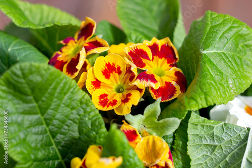 multi-colored primroses bloom in spring in a white flowerpot close-up
