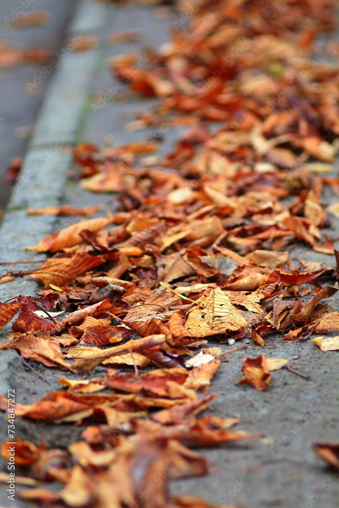 autumn leaves on the ground