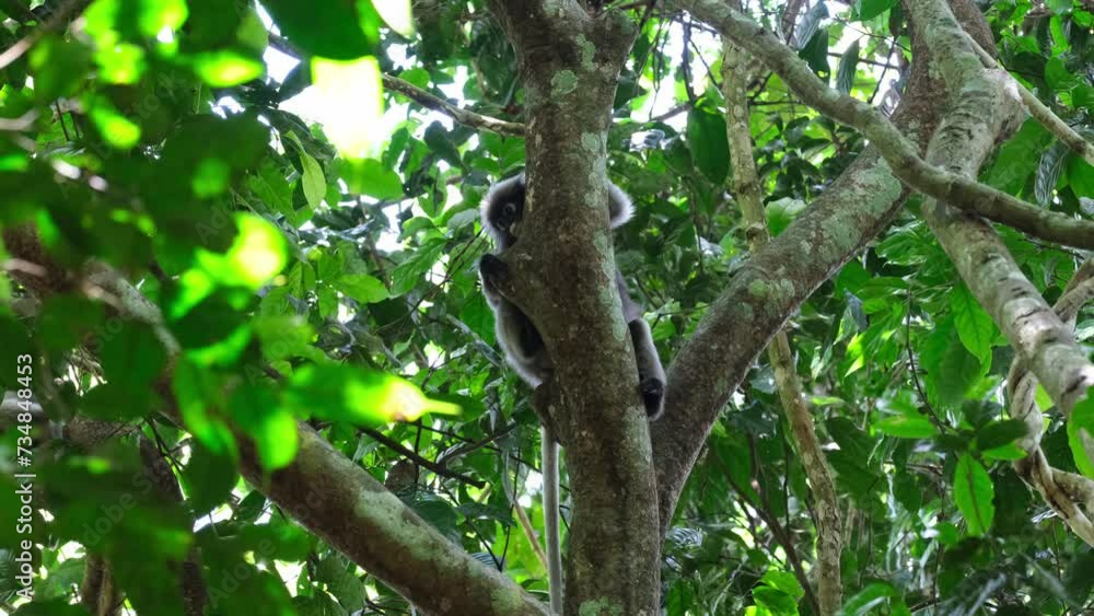 Tail down hiding behind the tree as it looks up and around, Spectacled Leaf Monkey Trachypithecus obscurus, Thailand Tail down hiding behind the tree as it looks up and around, Spectacled Leaf Monkey Trachypithecus obscurus, Thailand