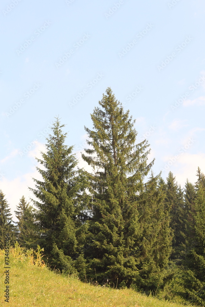 forest in the mountains