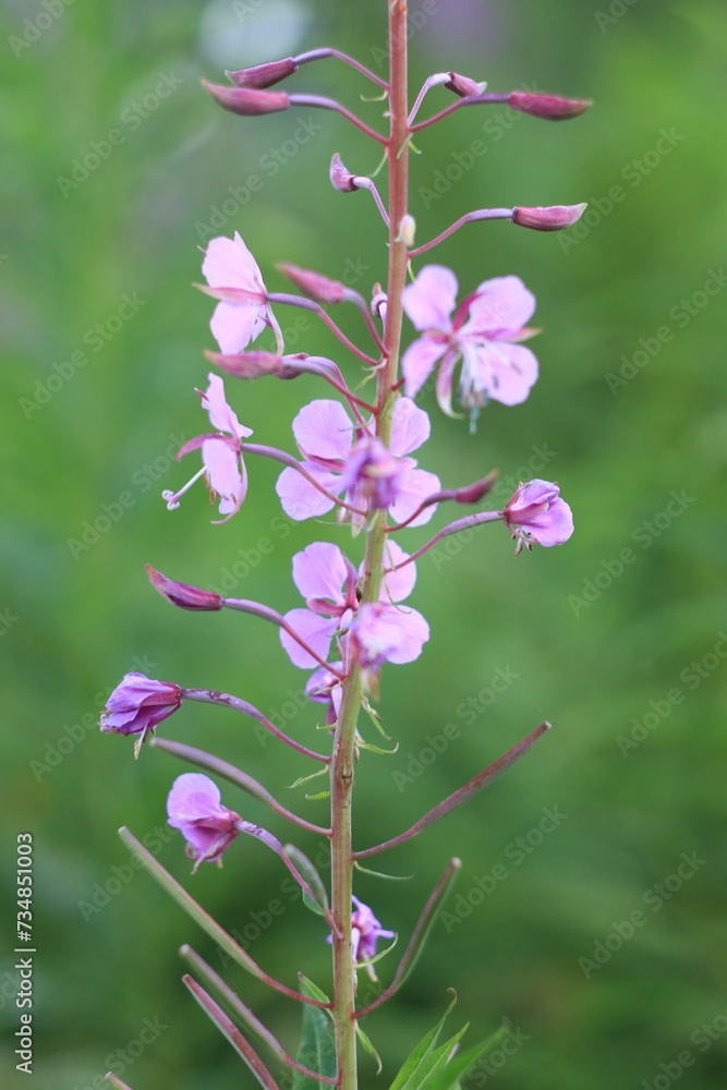 pink and white flowers pink and white flowers