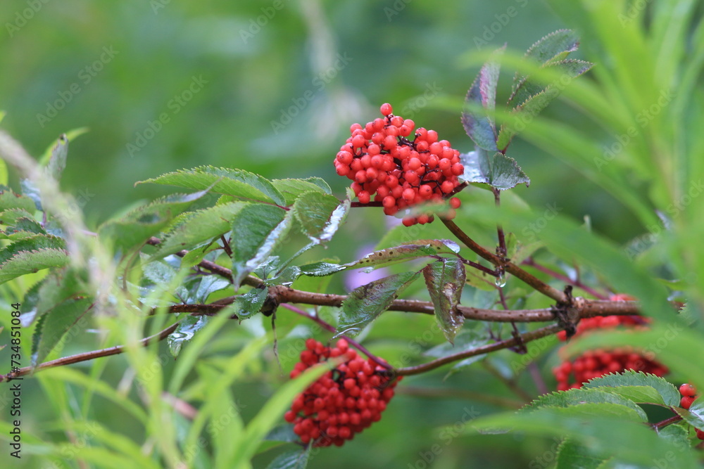 red berries on a bush red berries on a bush